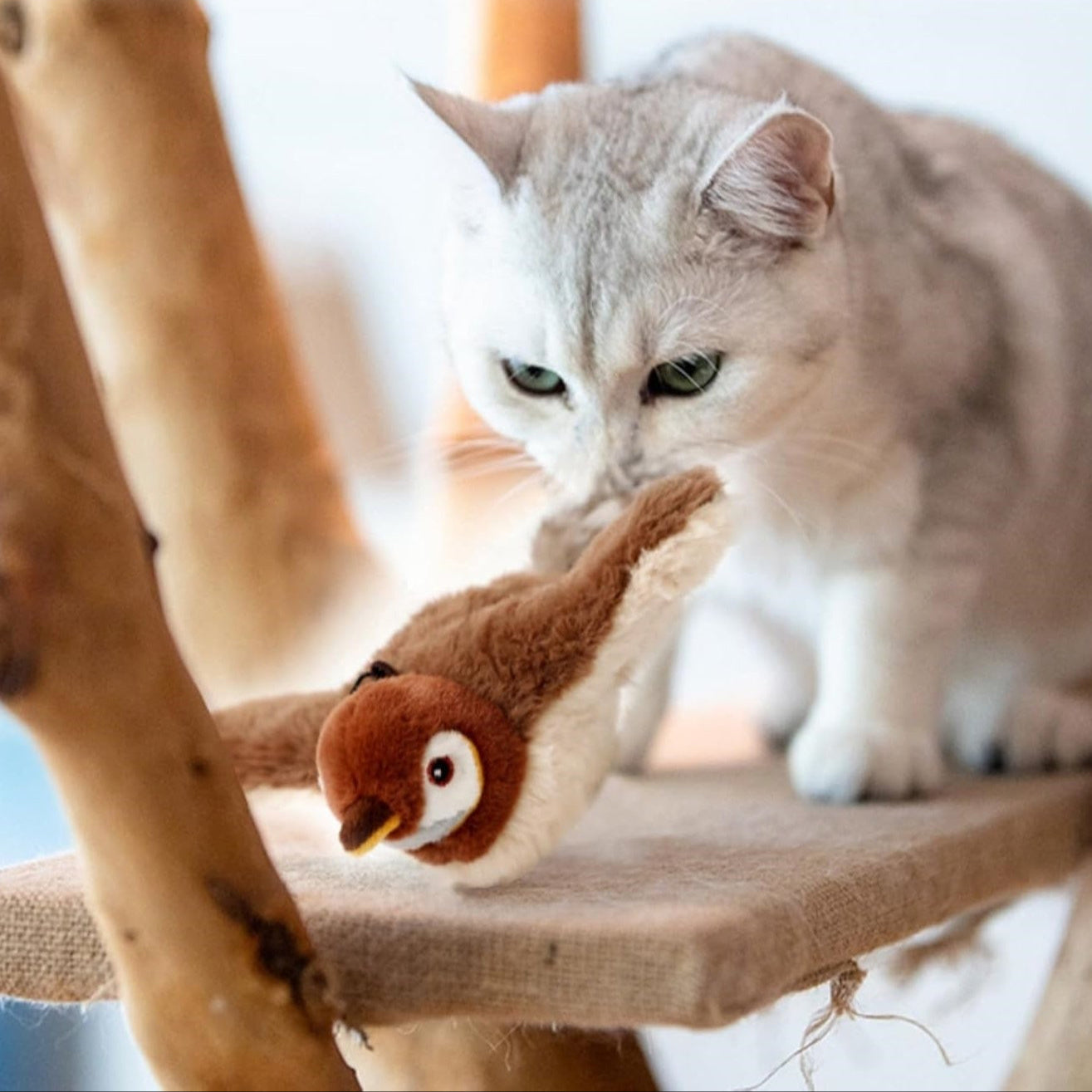 Fliegendes Katzenspielzeug – Aktiv, glücklich und gesund im Alltag